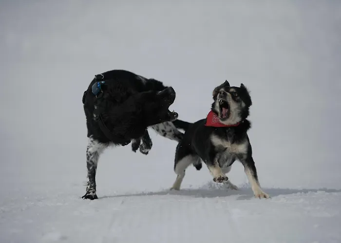 호텔 Gjaid-alm 1739m Am Dachstein-only Accessible By Cable Car