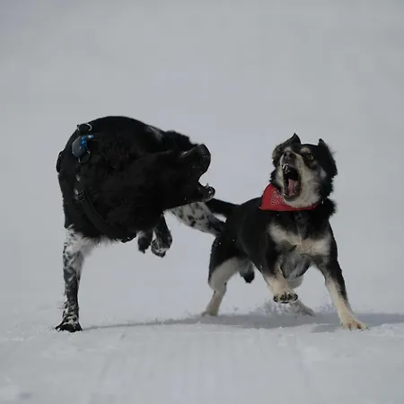Otel Gjaid-alm 1739m Am Dachstein-only Accessible By Cable Car