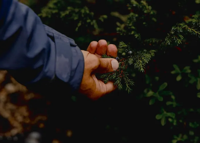 Gjaid-alm 1739m Am Dachstein-only Accessible By Cable Car 3*